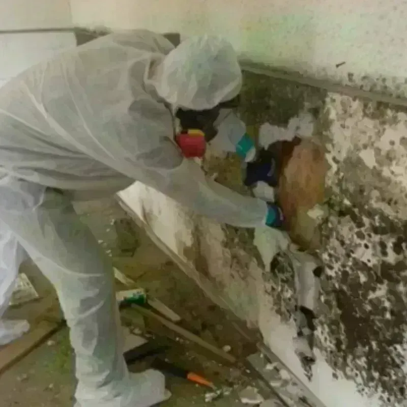 Mold Remediation and Removal in Red Bank, NJ